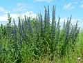 Echium vulgare