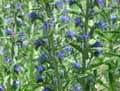 Echium vulgare