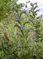 Echium vulgare