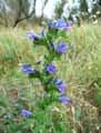 Echium vulgare
