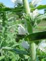 Echium vulgare