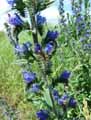 Echium vulgare