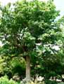 Ehretia dicksonii