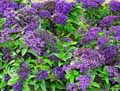 Boraginaceae-Heliotropium-peruvianum-Heliotrope-du-Perou-Herbe-de-Saint-Fiacre.jpg