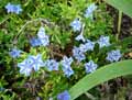 Lithodora diffusa Star