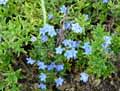 Boraginaceae-Lithodora-diffusa-Star-Gremil-diffus-Lithodore-diffus.jpg