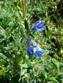Boraginaceae-Lithodora-oleifolia-Lithodore-a-feuilles-d-Olivier-Gremil-a-feuilles-d-Olivier.jpg