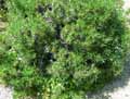 Boraginaceae-Lithodora-zahnii-Lithodore.jpg