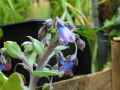 Mertensia maritima