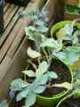 Mertensia maritima