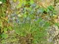 Boraginaceae-Moltkia-petraea-Moltkia-des-rochers.jpg