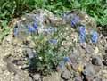 Boraginaceae-Moltkia-suffruticosa-Moltkia.jpg