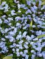 Myosotis sylvatica Blue Sylva