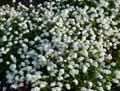 Myosotis sylvatica Snowsylva