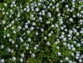 Nemophila maculata