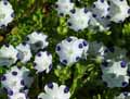 Nemophila maculata