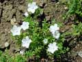 Nemophila phaceloides