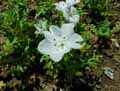 Nemophila phaceloides