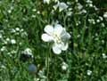 Omphalodes linifolia