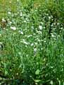 Omphalodes linifolia