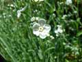 Omphalodes linifolia