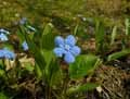 Omphalodes verna