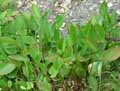 Omphalodes verna