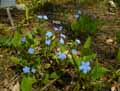 Omphalodes verna