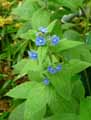 Pentaglottis sempervirens