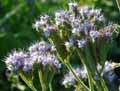 Phacelia tanacetifolia