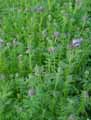 Phacelia tanacetifolia