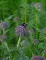 Phacelia tanacetifolia