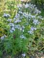 Phacelia tanacetifolia