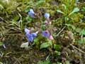Pulmonaria affinis