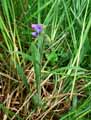 Pulmonaria longifolia