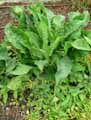Pulmonaria mollissima, Pulmonaria mollis ssp. Mollissima, Pulmonaria media