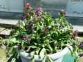 Pulmonaria saccharata Sylver Bouquet