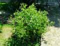 Symphytum asperum
