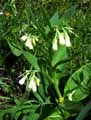 Symphytum officinale