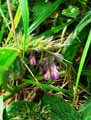 Symphytum officinale