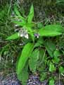 Symphytum officinale