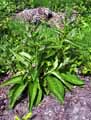 Symphytum officinale