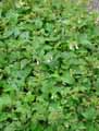 Symphytum tuberosum
