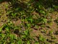 Trachystemon orientalis