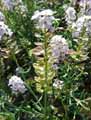 Aethionema grandiflorum