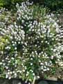 Aethionema grandiflorum