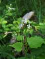 Alliaria petiolata