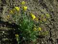 Brassicaceae-Alyssoides-utriculata-Faux-Alysson-renfle-Vesicaire-Vesicaire-renflee.jpg