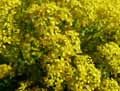 Alyssum argenteum
