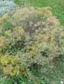 Alyssum argenteum